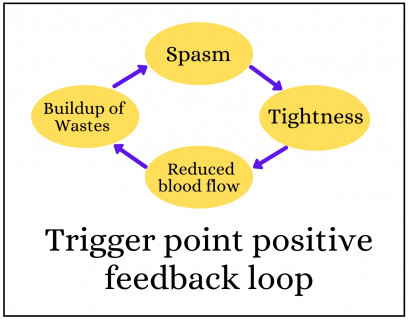 Trigger point positive feedback loop