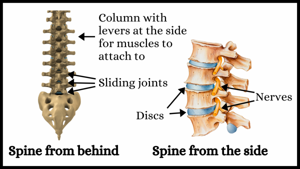 https://www.drgraeme.com/img/containers/main/images/2021/Low-back-pain/spinal-anatomy.png/885b9662d55b708409ac5b2a4122e1d1.png