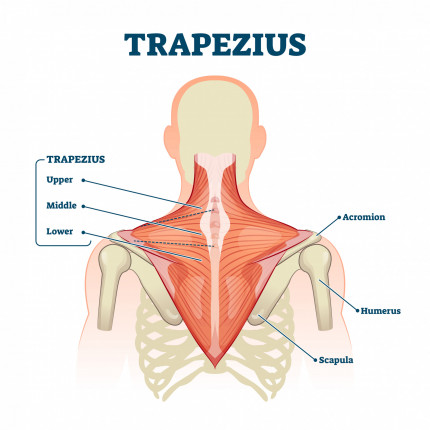 https://www.drgraeme.com/img/containers/main/images/2021/Shoulders/trapezius-muscle-labeled-medical-anatomy-structure-scheme-vector-illustration-194644797.jpg/bc0f39197e55fad71cf85831b0106da8.jpg