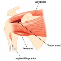 Rotator cuff muscles