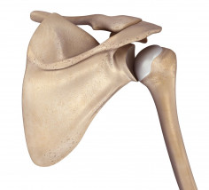 Shoulder joint