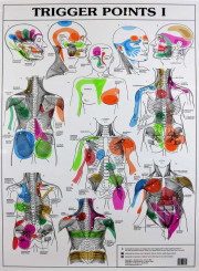 Trigger point chart