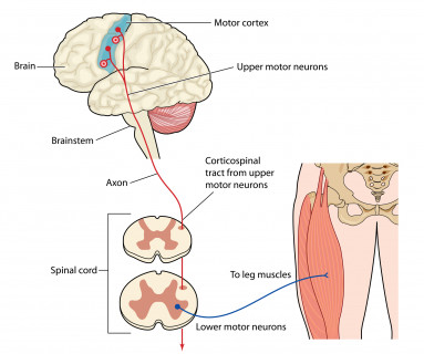 Neurological diagram