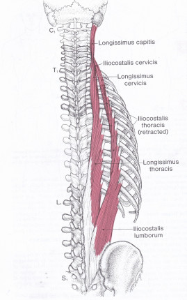 Paraspinal muscles