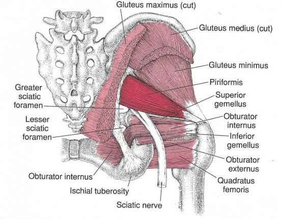 Piriformis and other deep hip muscles